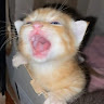 nyanpasuu
